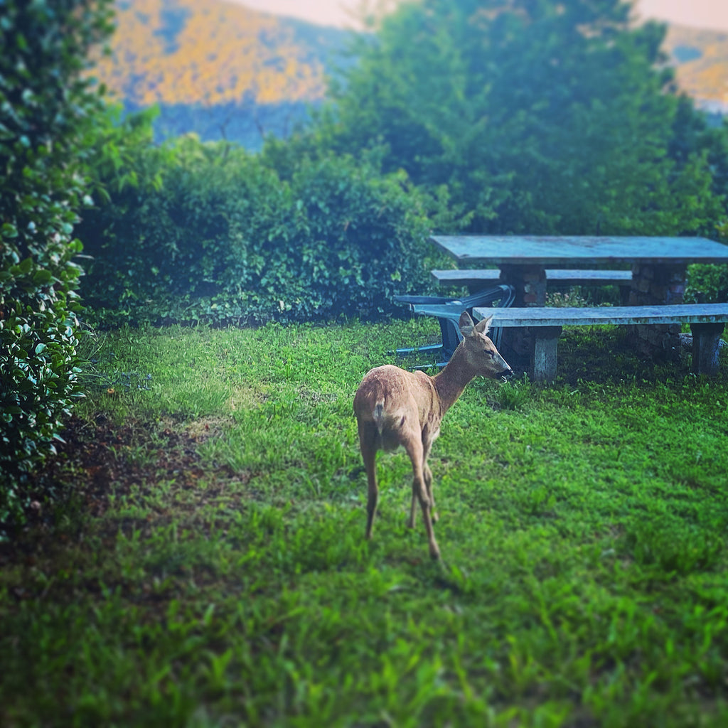 Fawn - Nature
